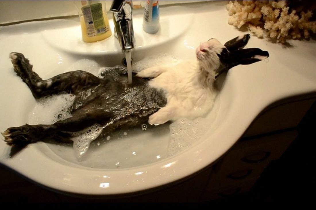 Кота моют в ванне. Кролик в раковине купается. Кот в ванне.