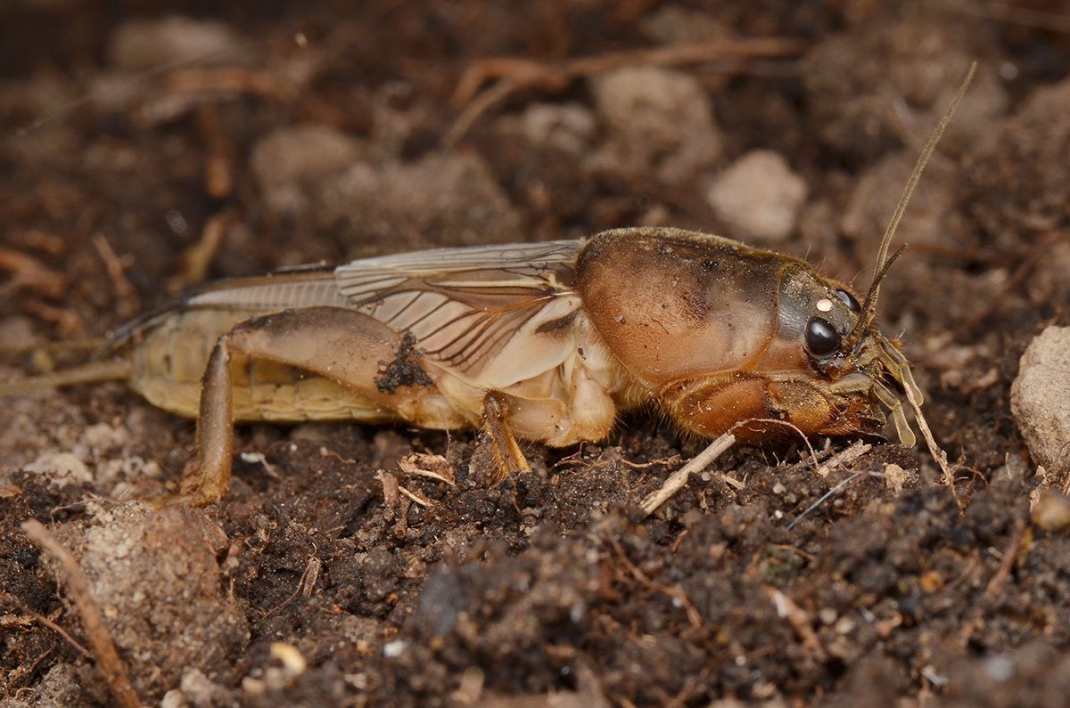 Медведка животное