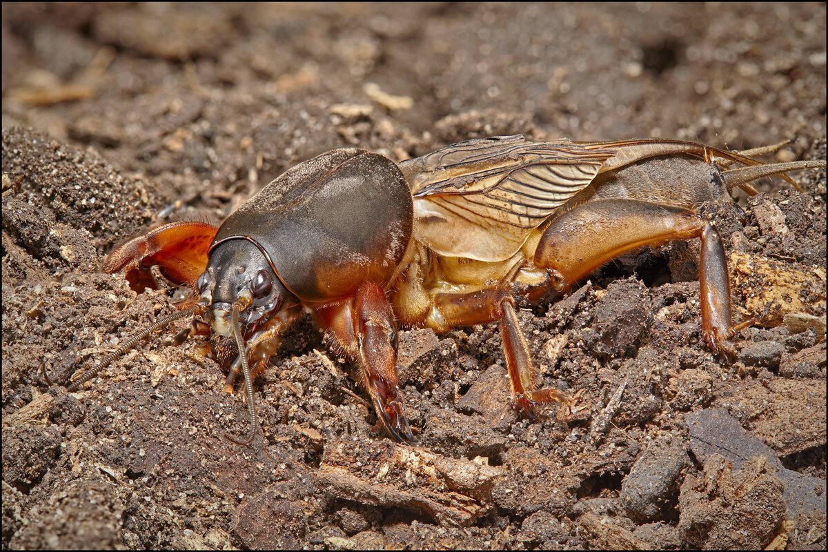 Турлук медведка
