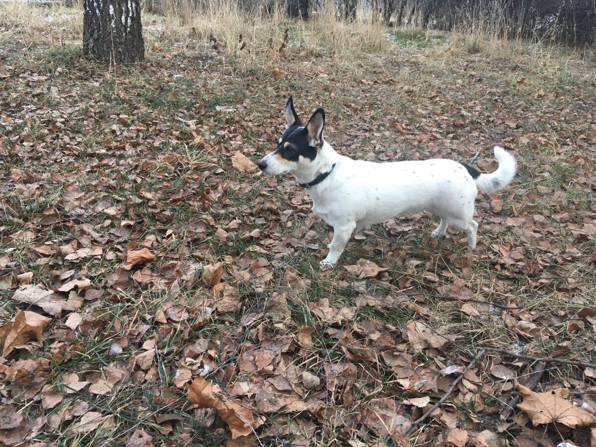 Метис корги и Джек Рассела