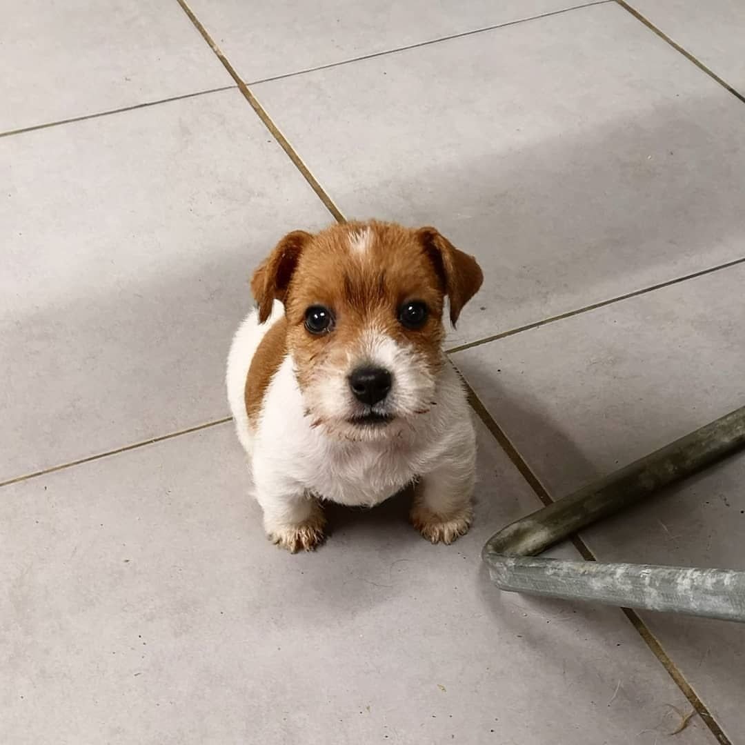 Джек-Рассел-терьер помесь