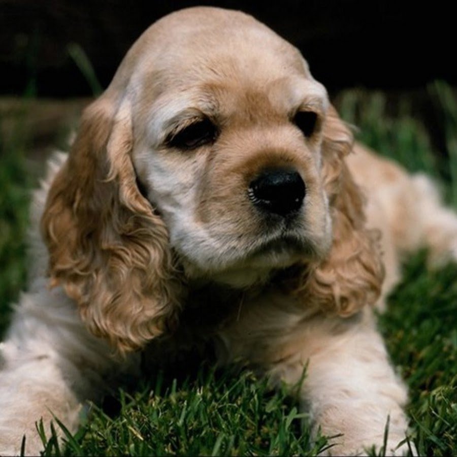 Пасхальные собачки