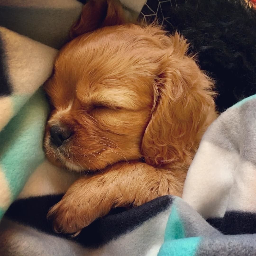 Спрингер спаниель