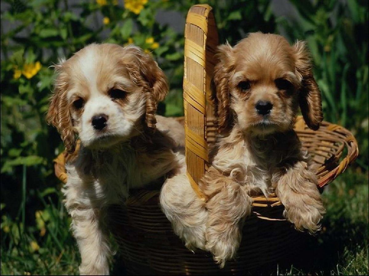 Кокер спаниель Винни