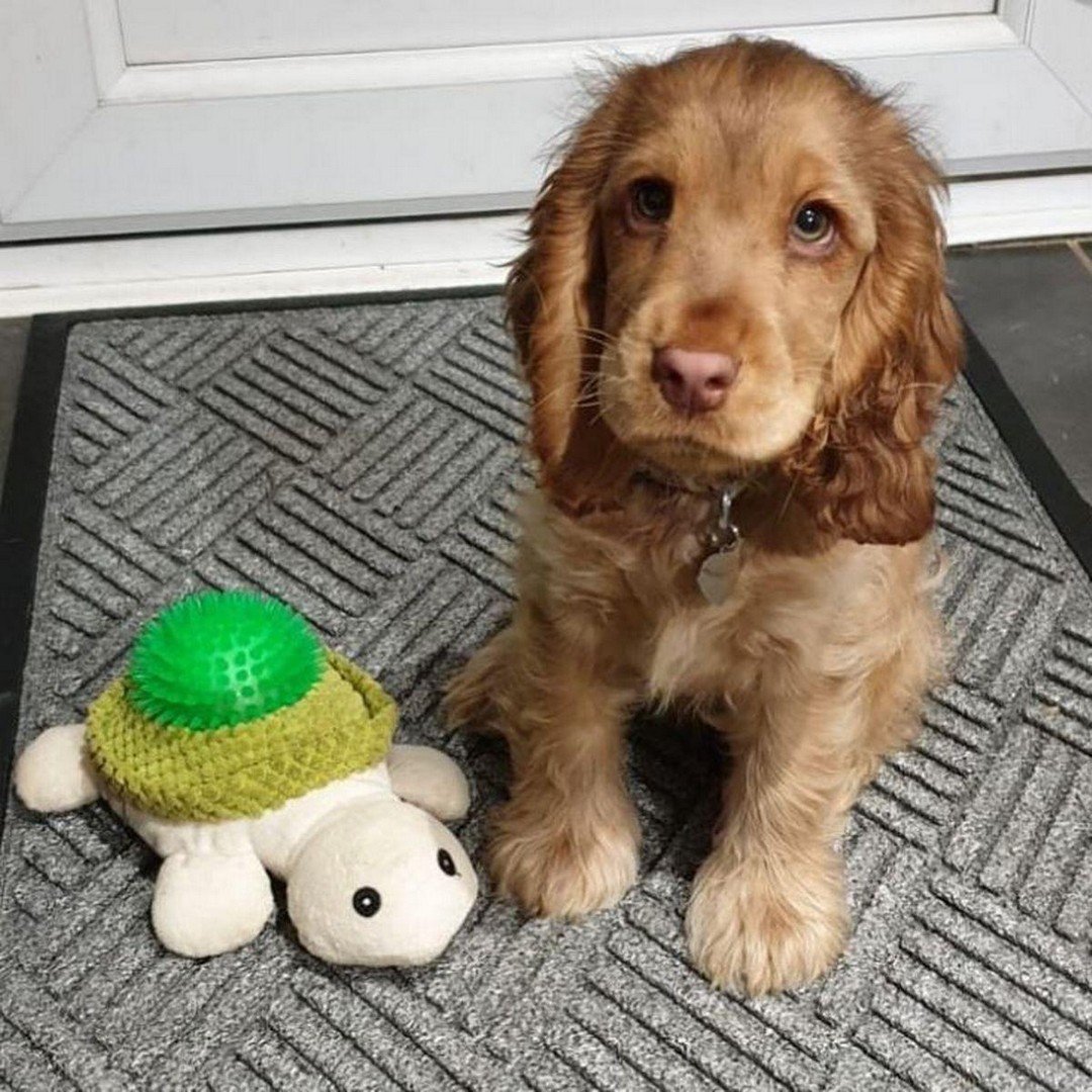 Английский спаниель любит ласку?