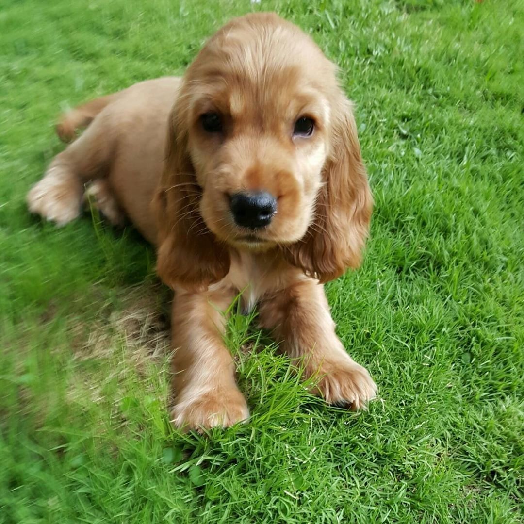 Спокойной ночи спаниель