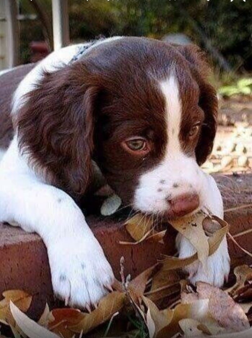 Кокер спаниель гладкошерстный