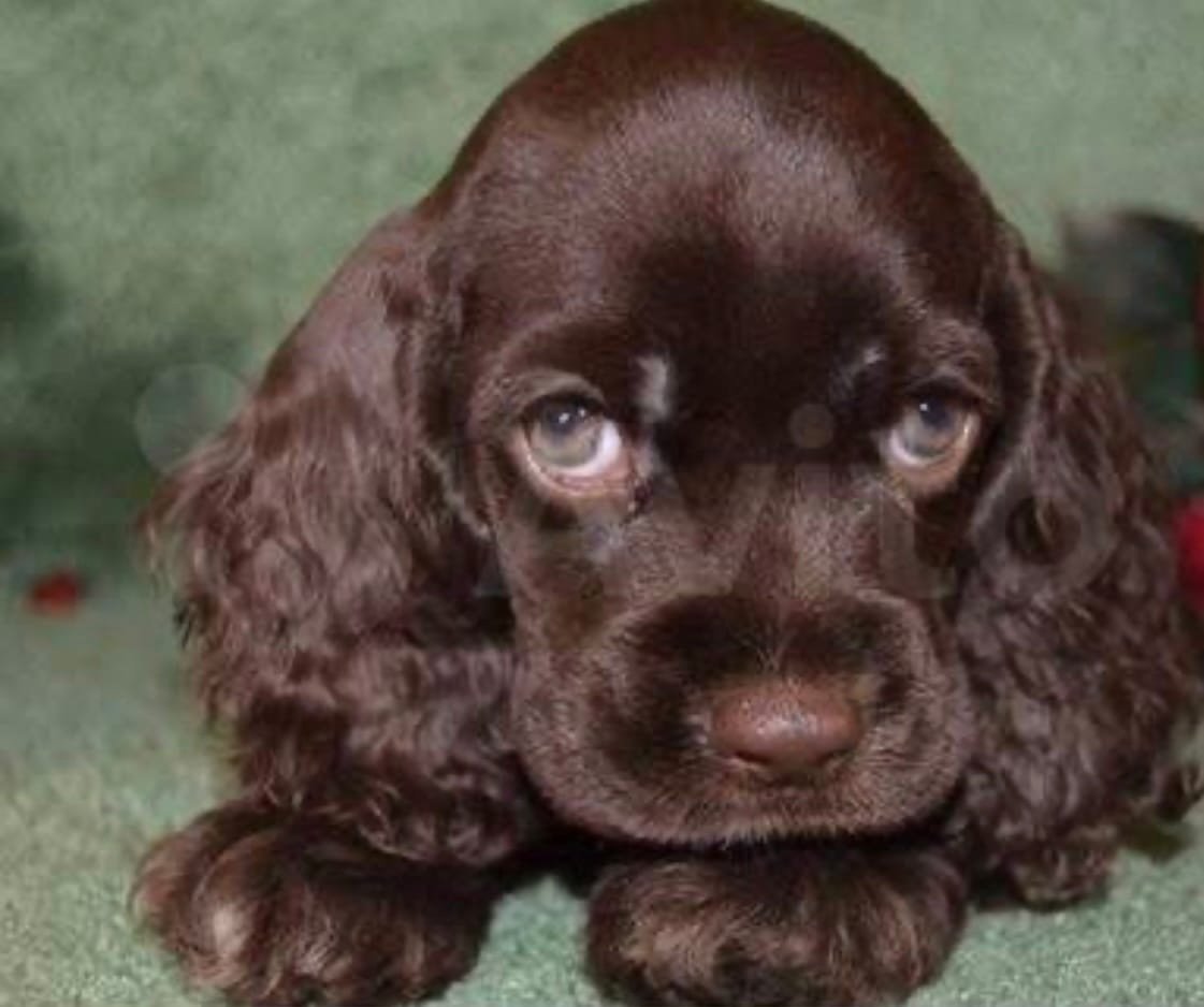 Милые собачки