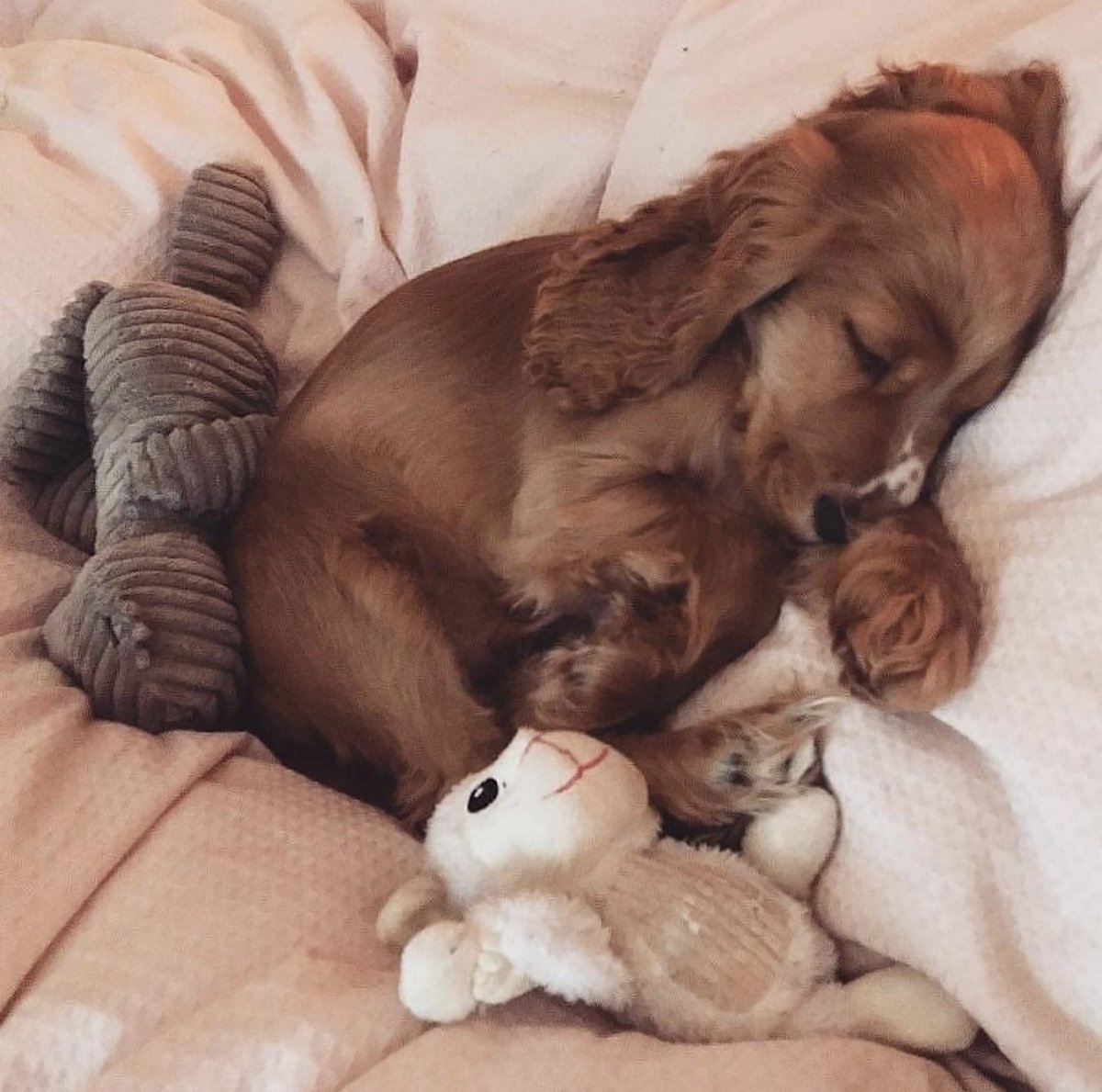 Райдер Кинг Чарльз Бленхейм