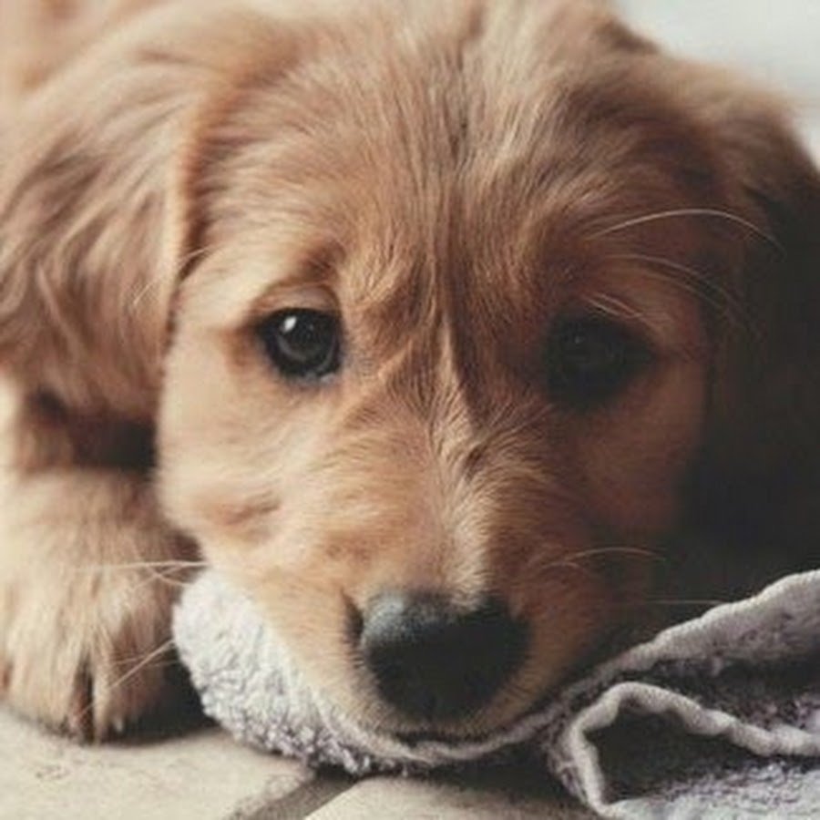 Русский охотничий спаниель щенки 1 месяц