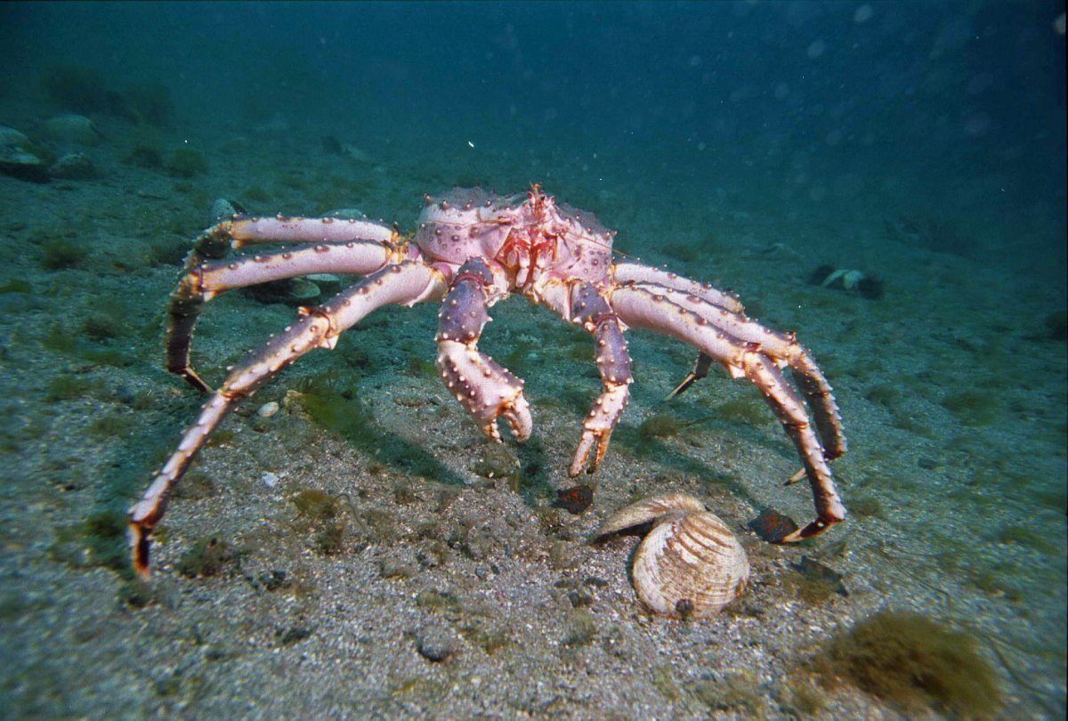 Морской краб