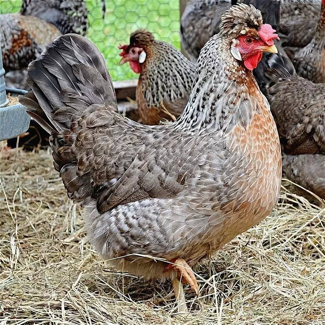 Снежный цыпленок