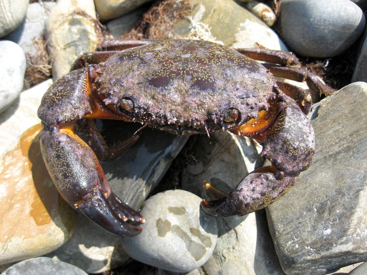 Краб Камчатский