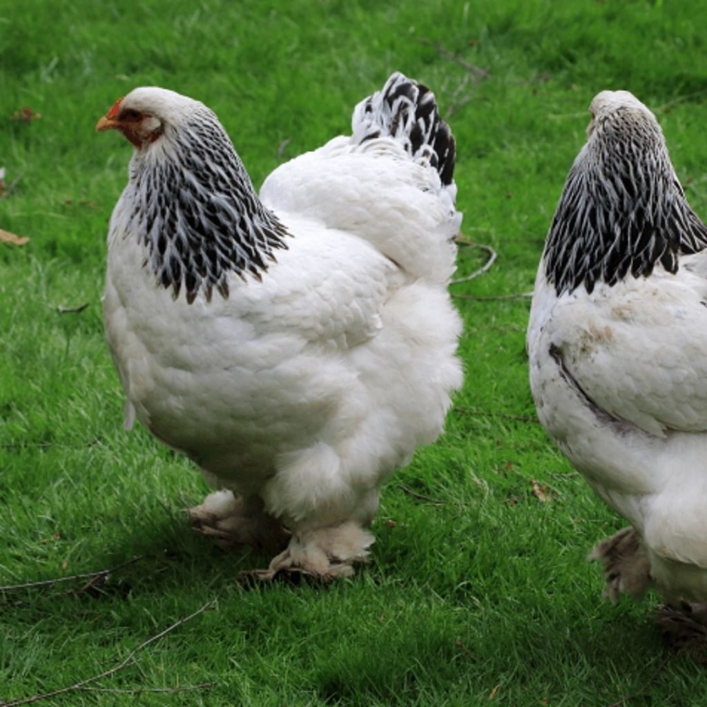 Лохмоногие куры