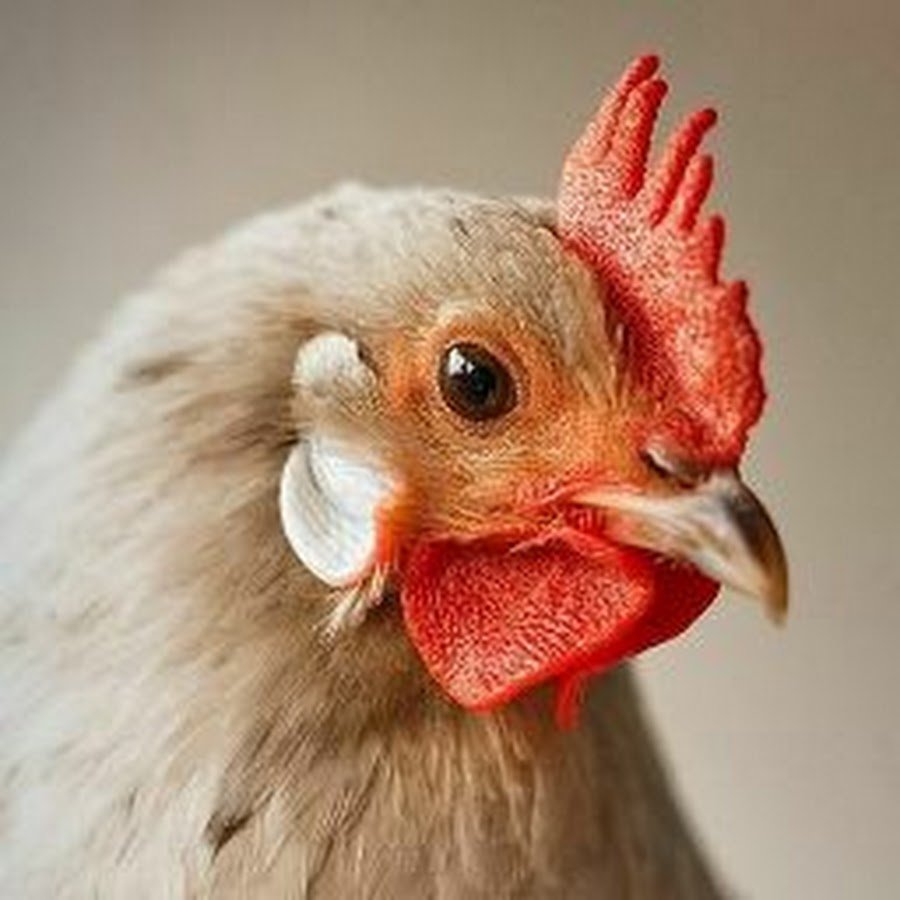 Курица в профиль