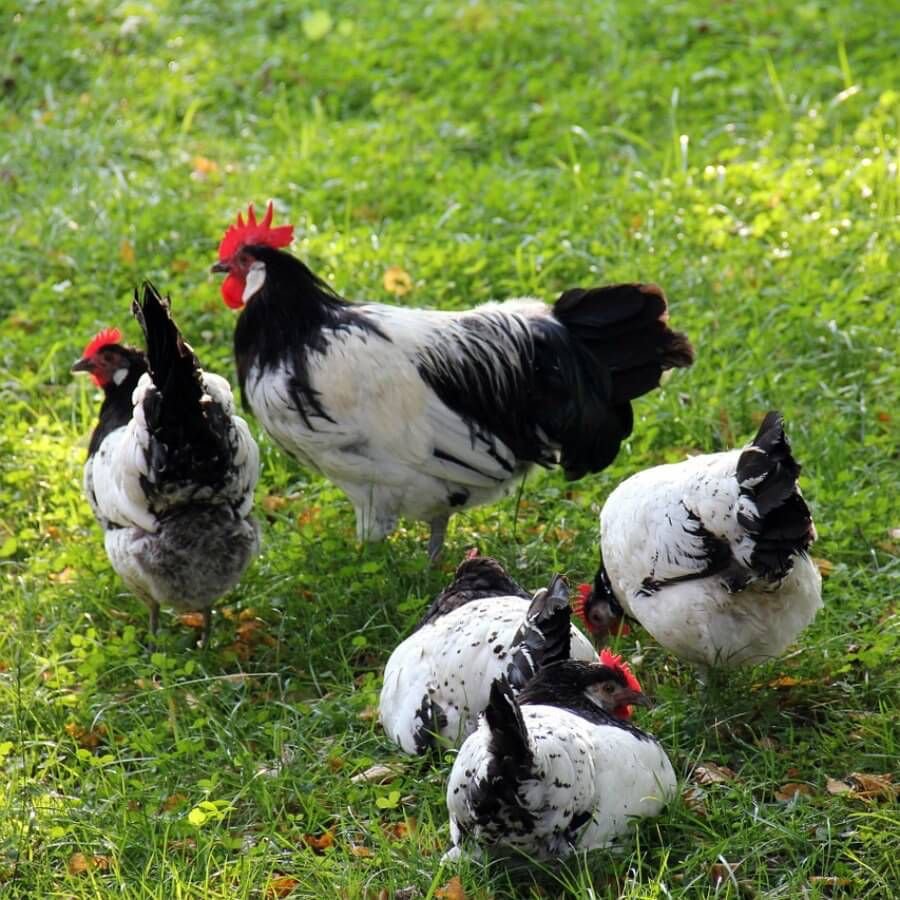 Цыплята Лакенфельд порода