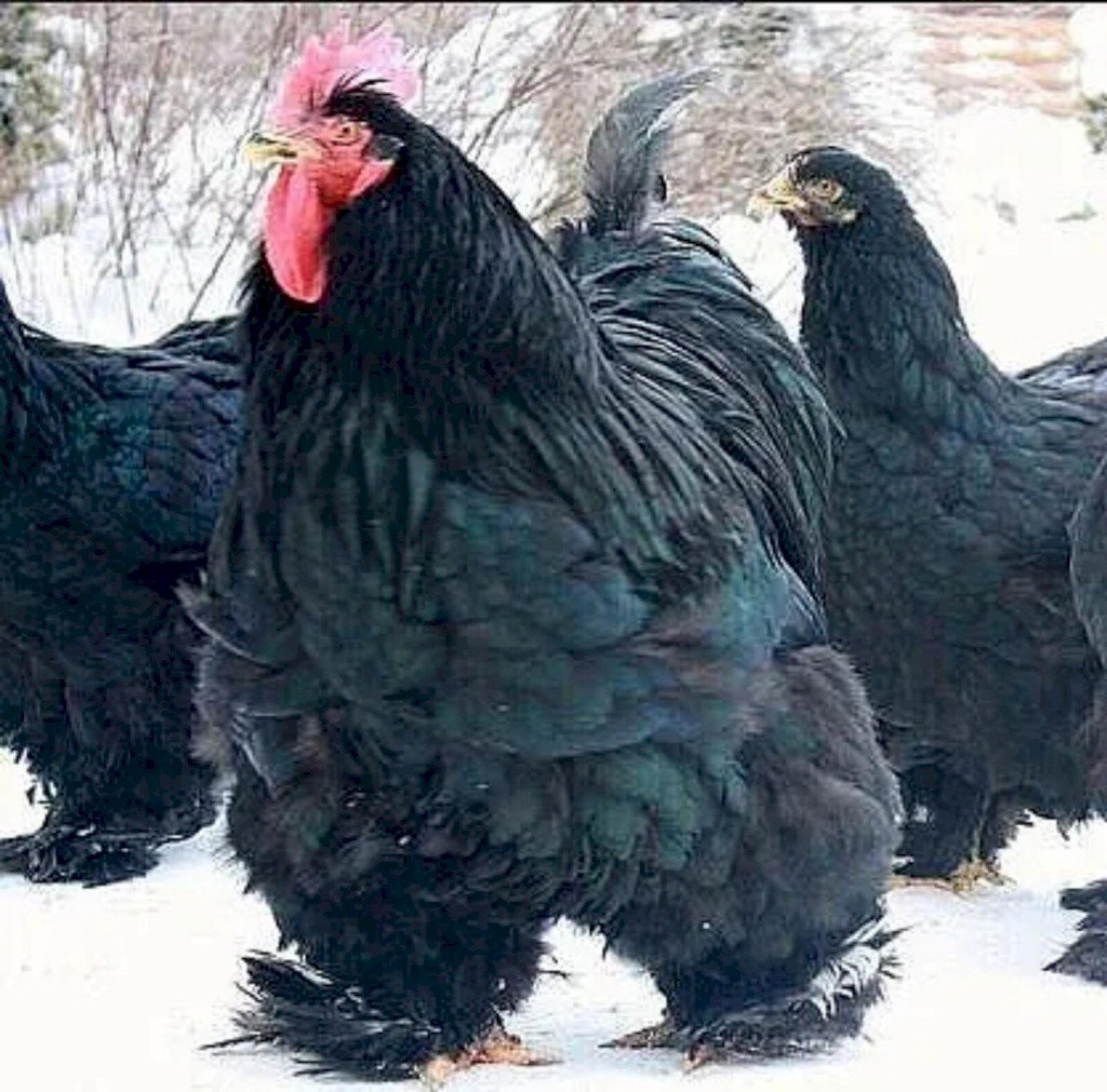 Хохлатая Курочка падуан