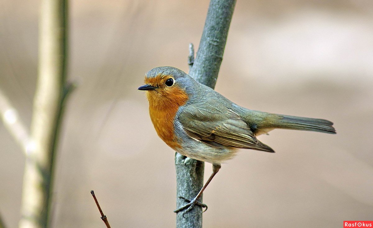 Ольшанка птица фото