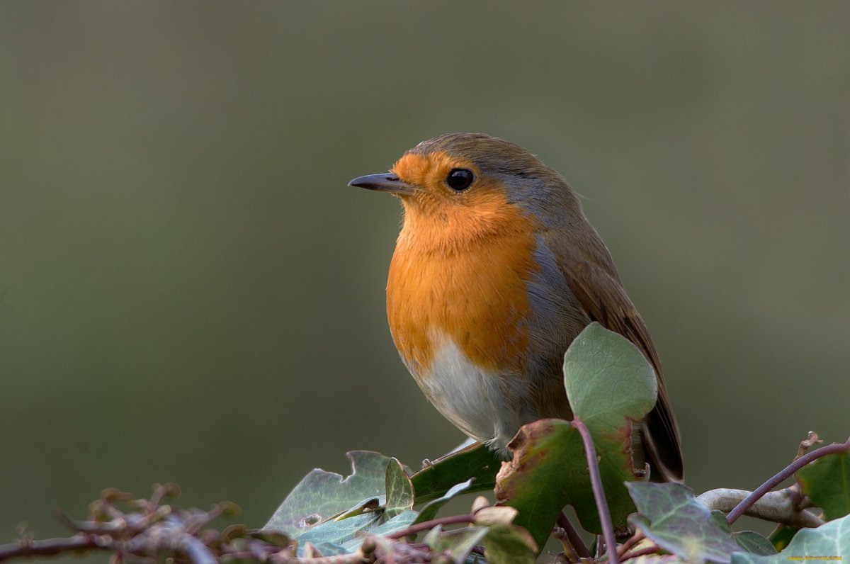 Зарянка, Щур