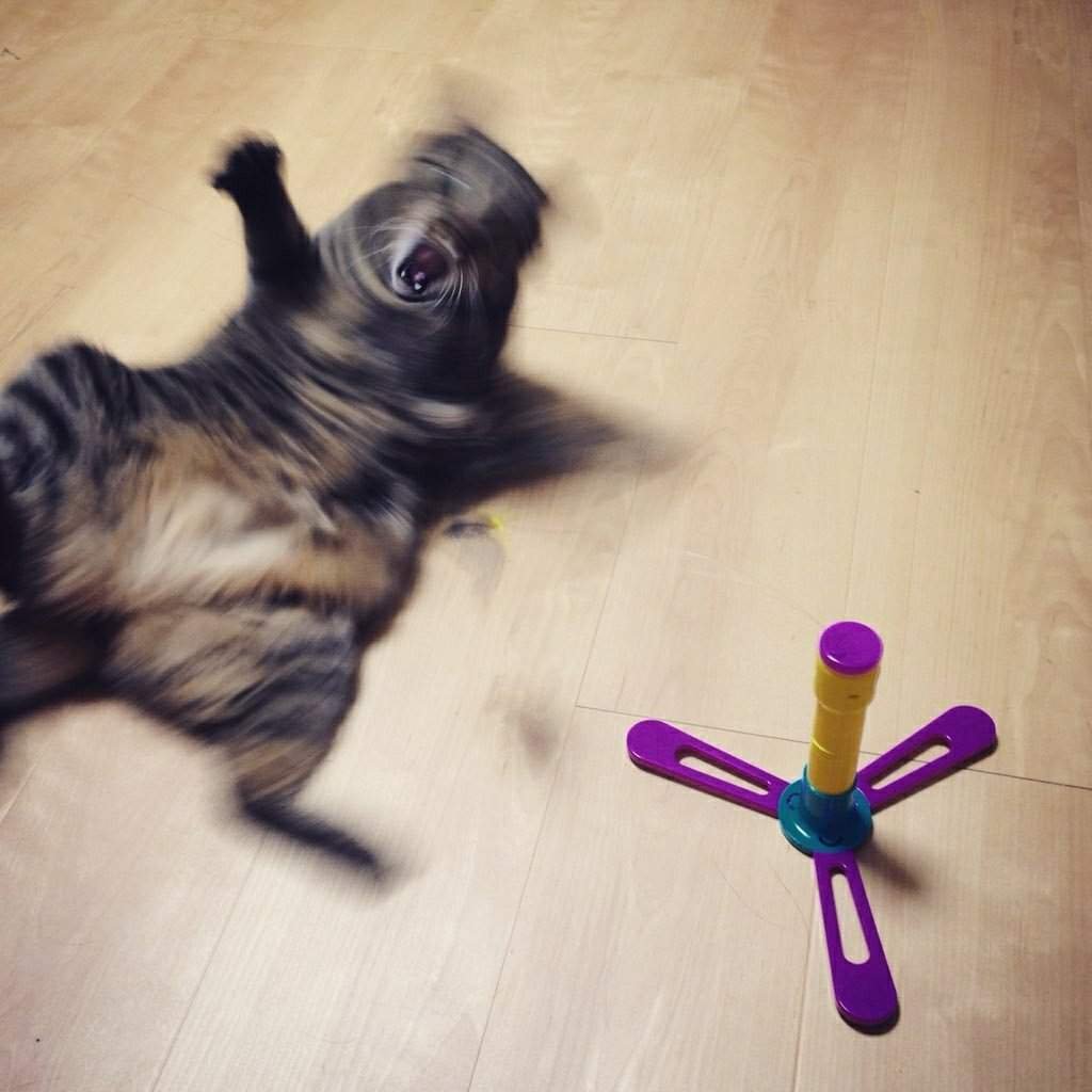 Смазанный кот