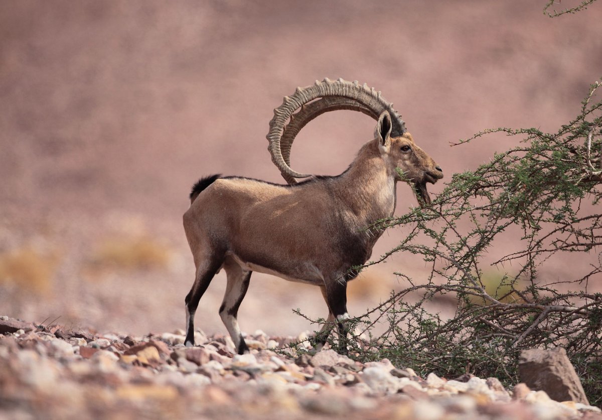 Черный нубийский козел