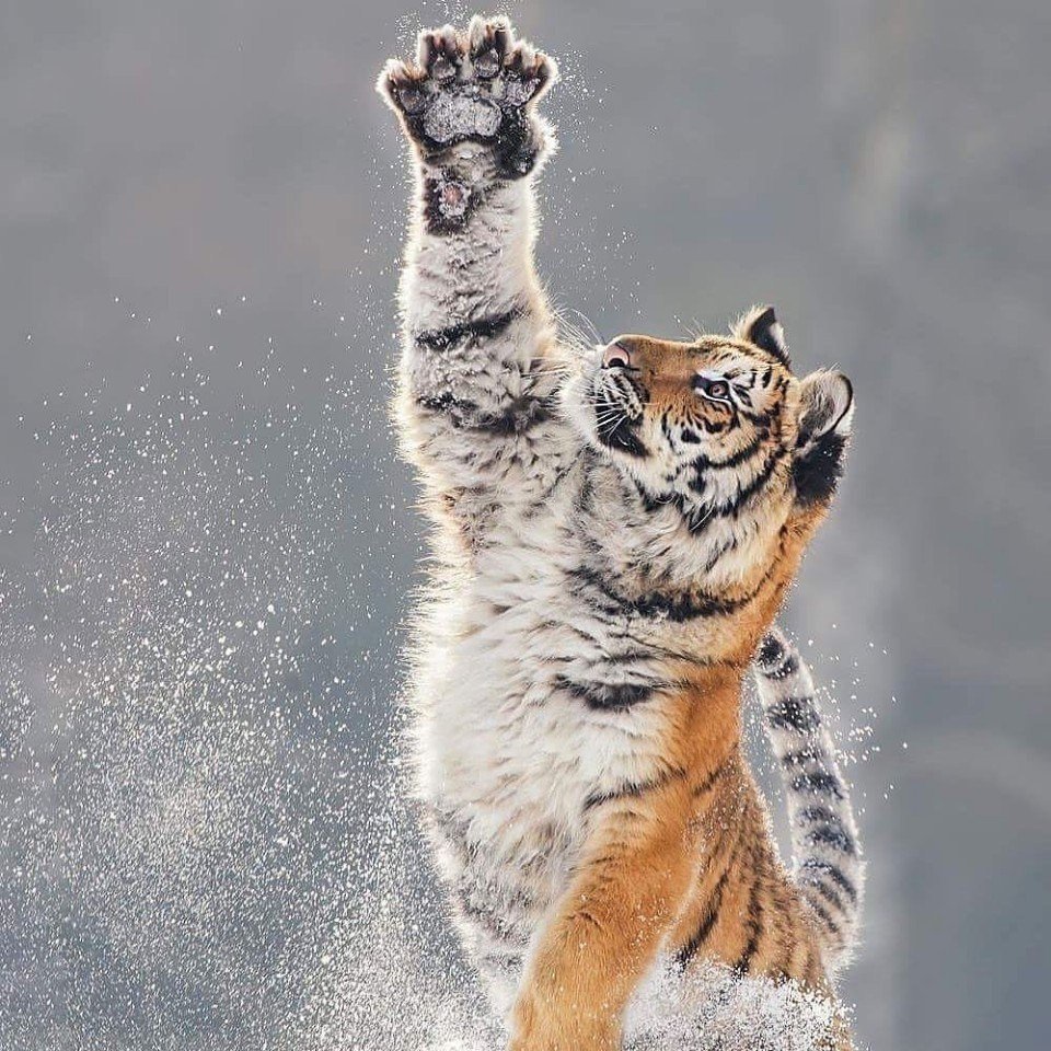 Тигр в прыжке