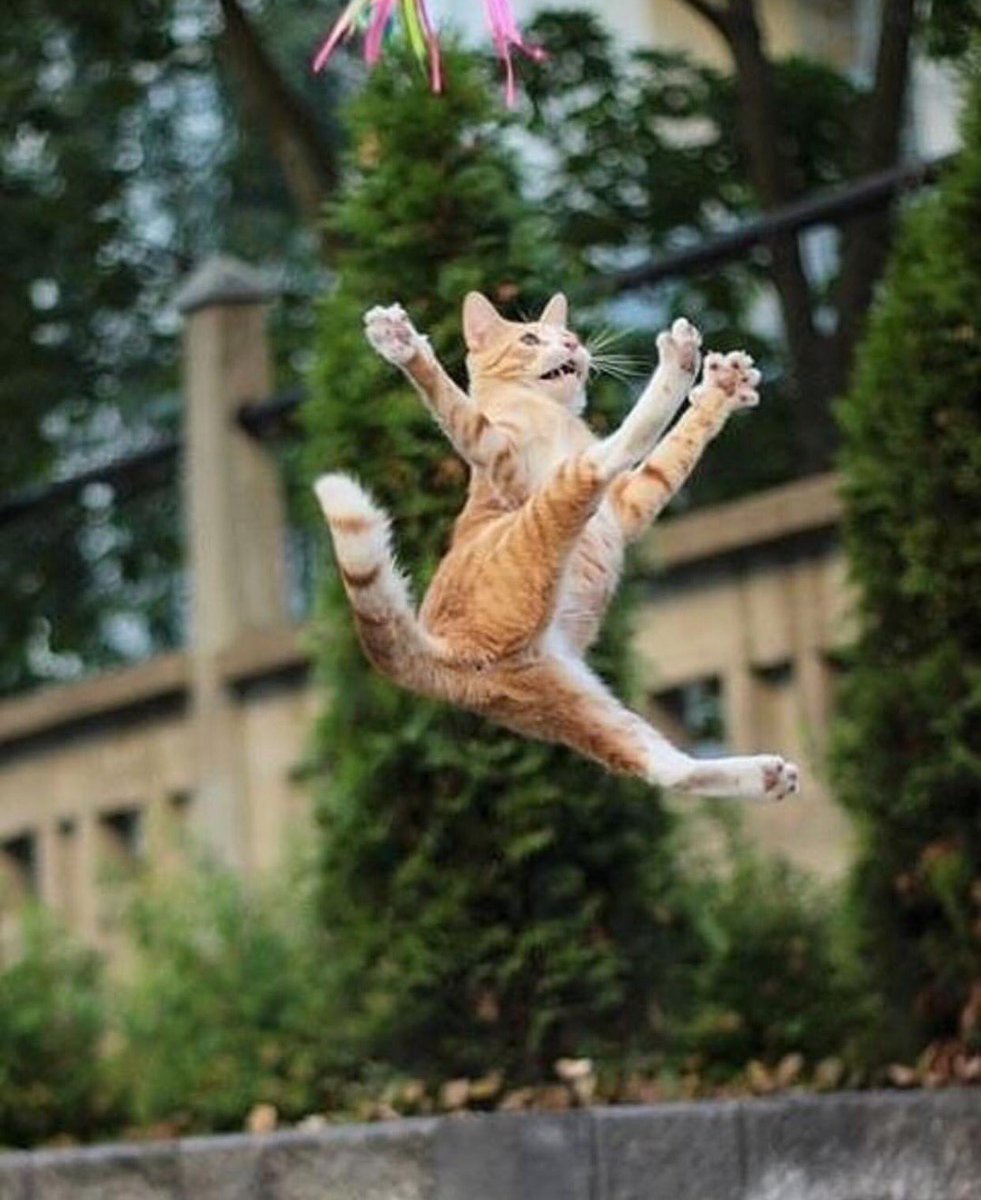 Кошачья радость