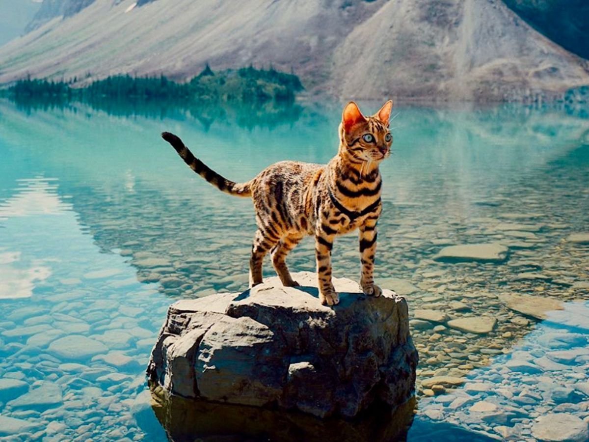 Сьюки кот путешественник