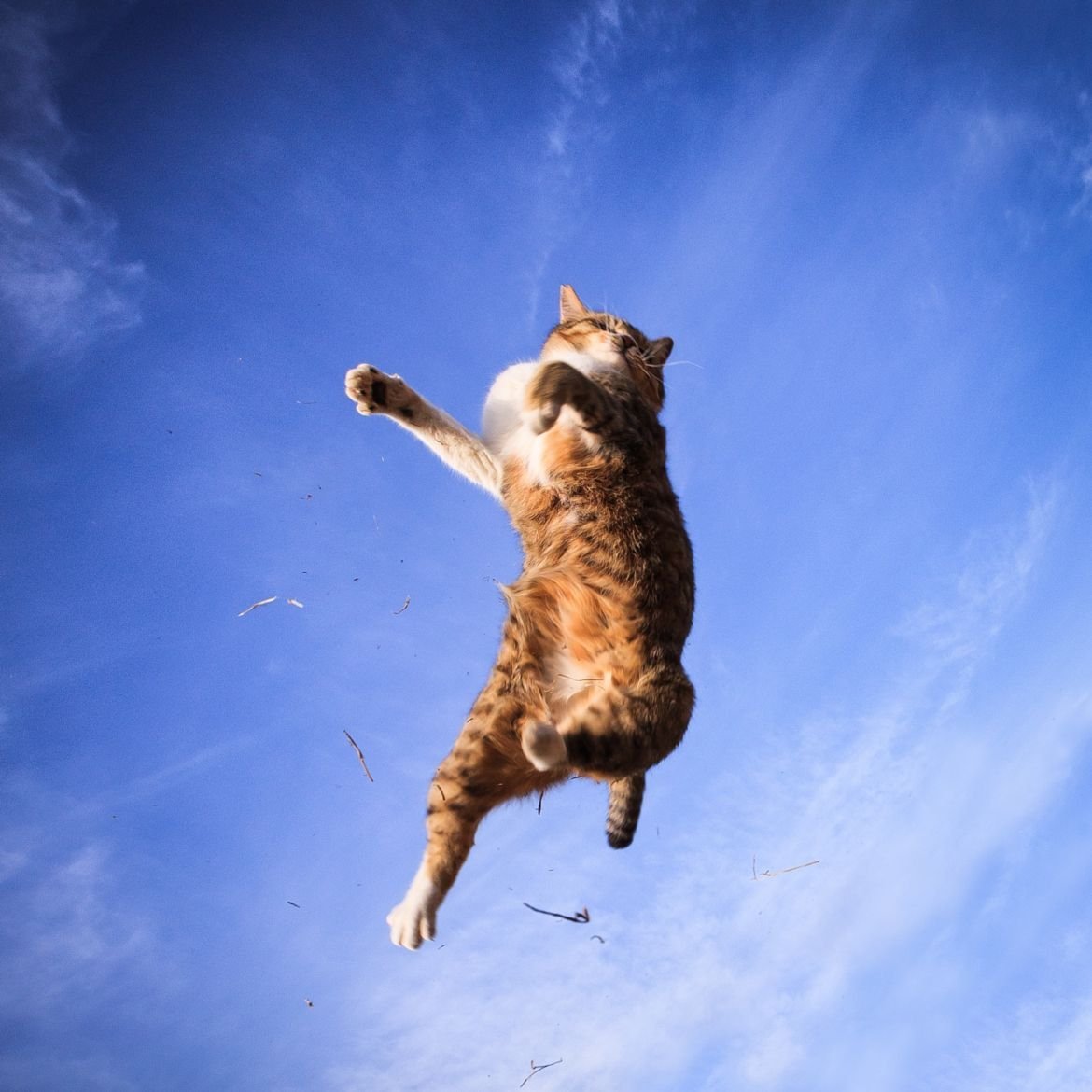 Кот прыгает