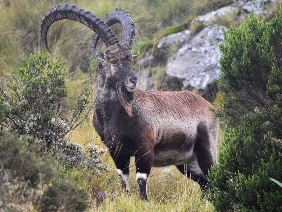 Walia Ibex , Ethiopia