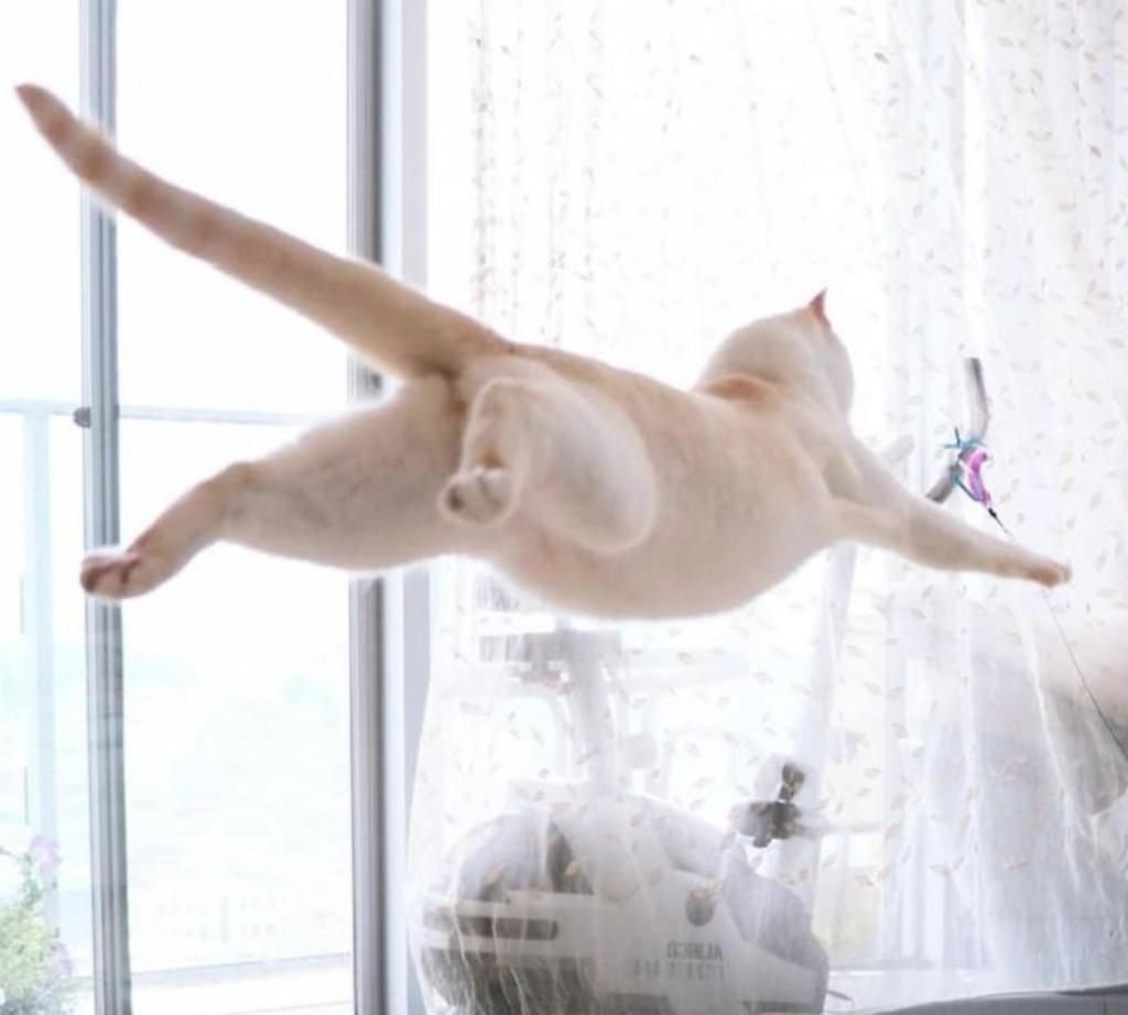 Белая кошка прыгает