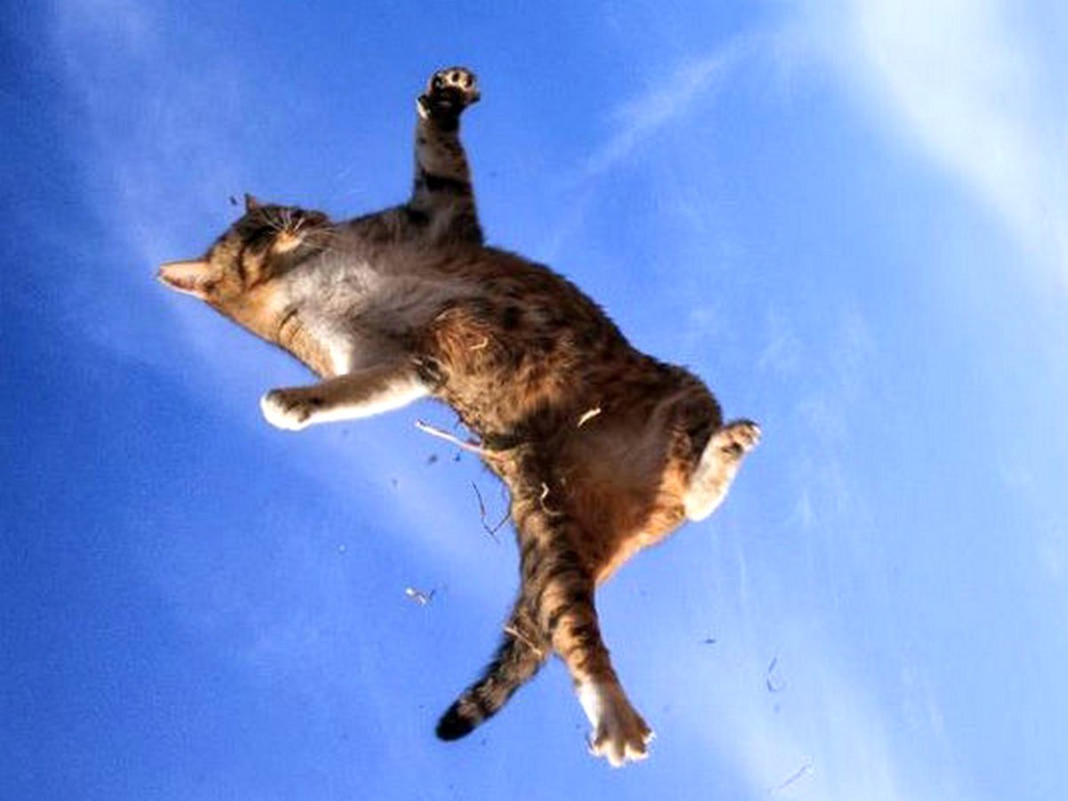 Коты в полете