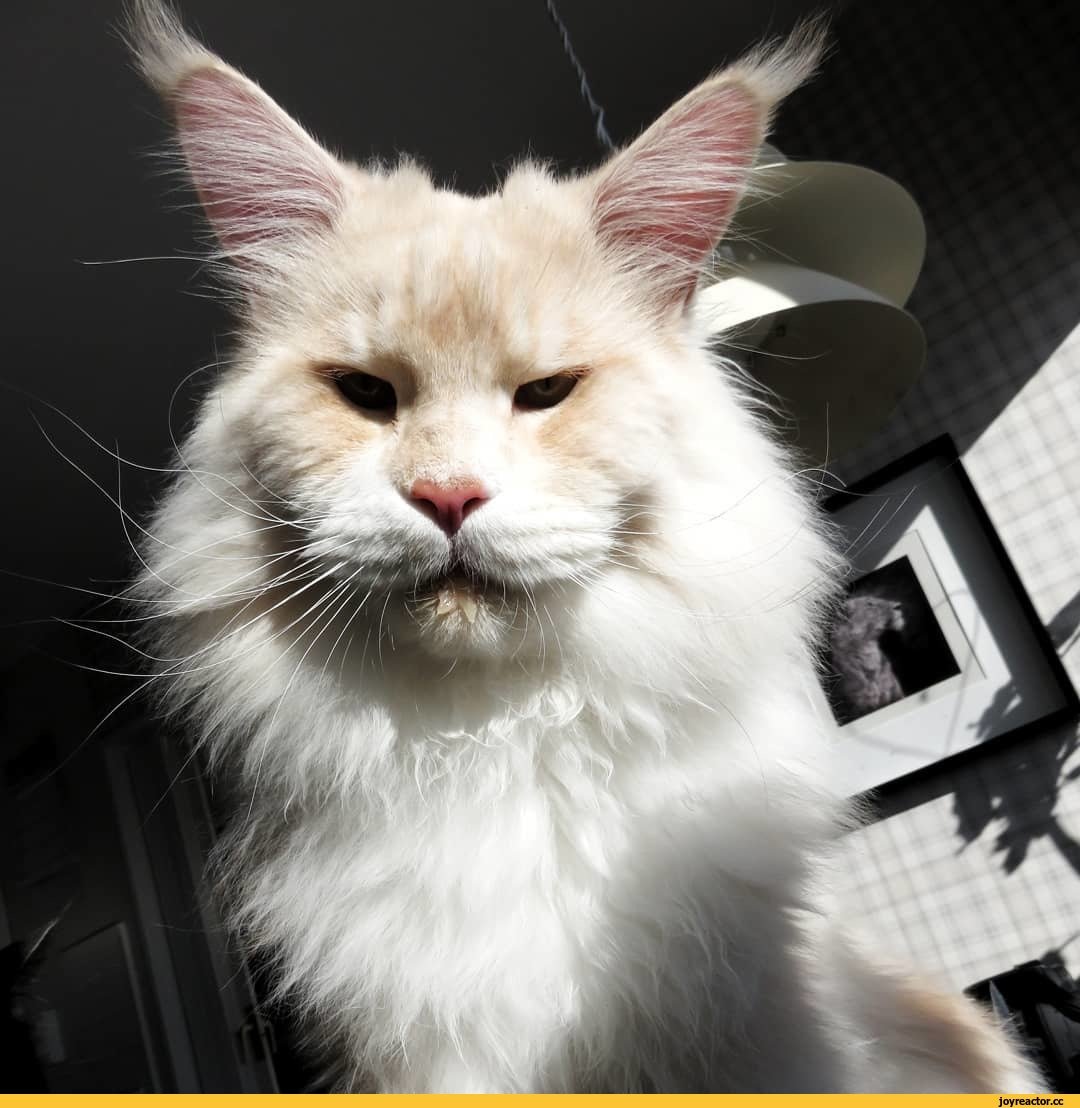 Robert Sijka чёрный Мейн кун