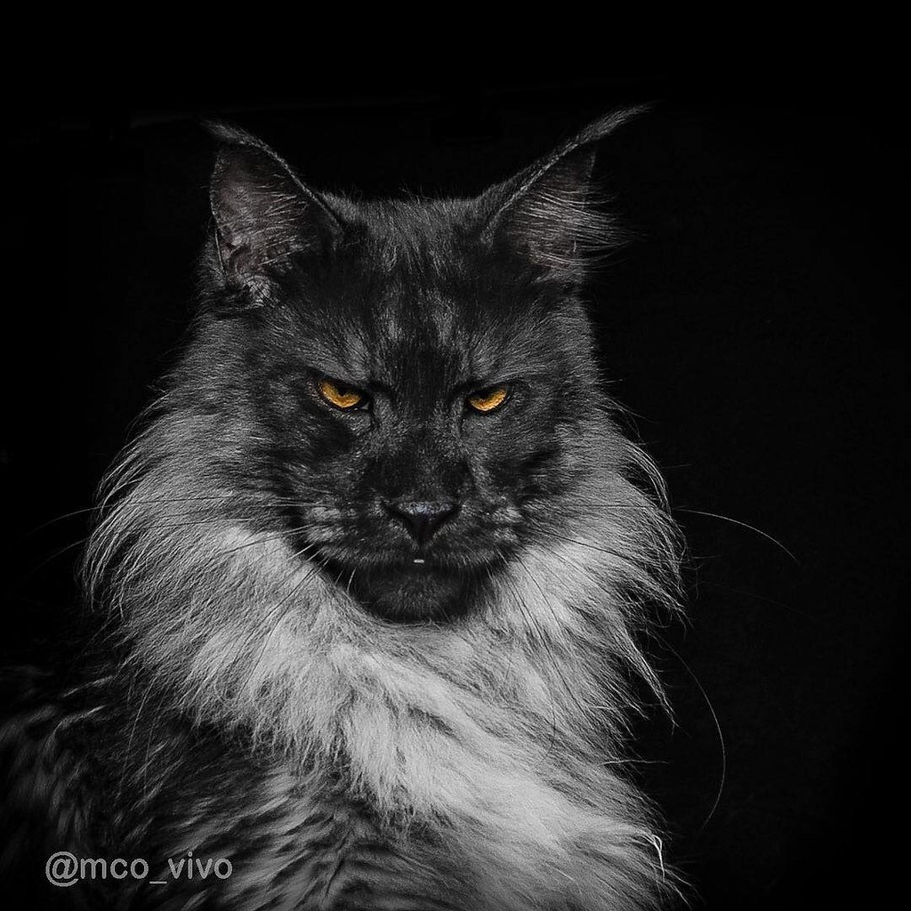 Кот Мейн кун с человеческим лицом