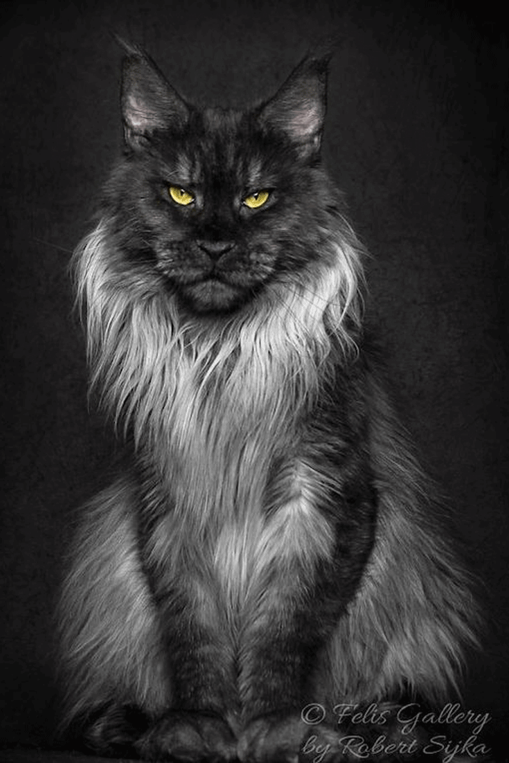 Взгляд Мейн куна