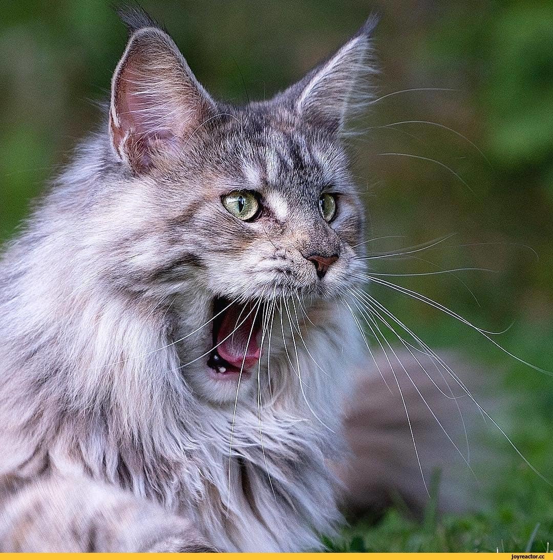 Злой Мейн кун