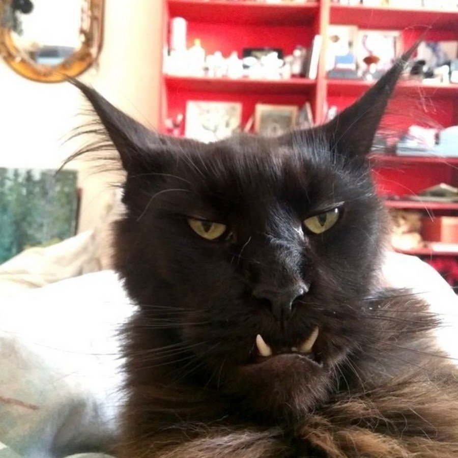 Мейн кун ориентальный