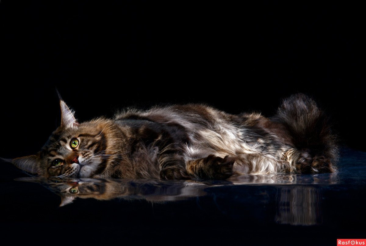 Европейский Мейн-кун кошка