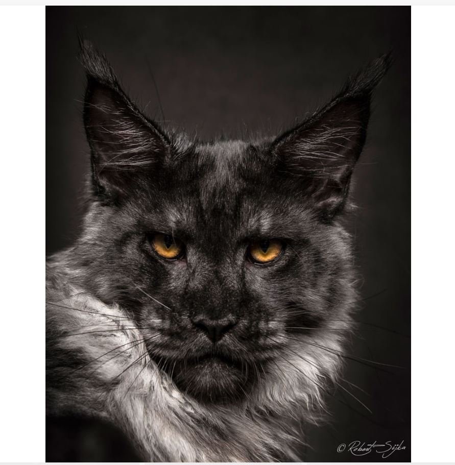 Кот Мейн кун