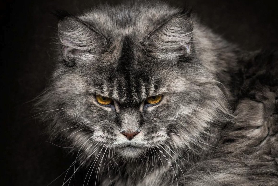 Кот Мейн кун злой