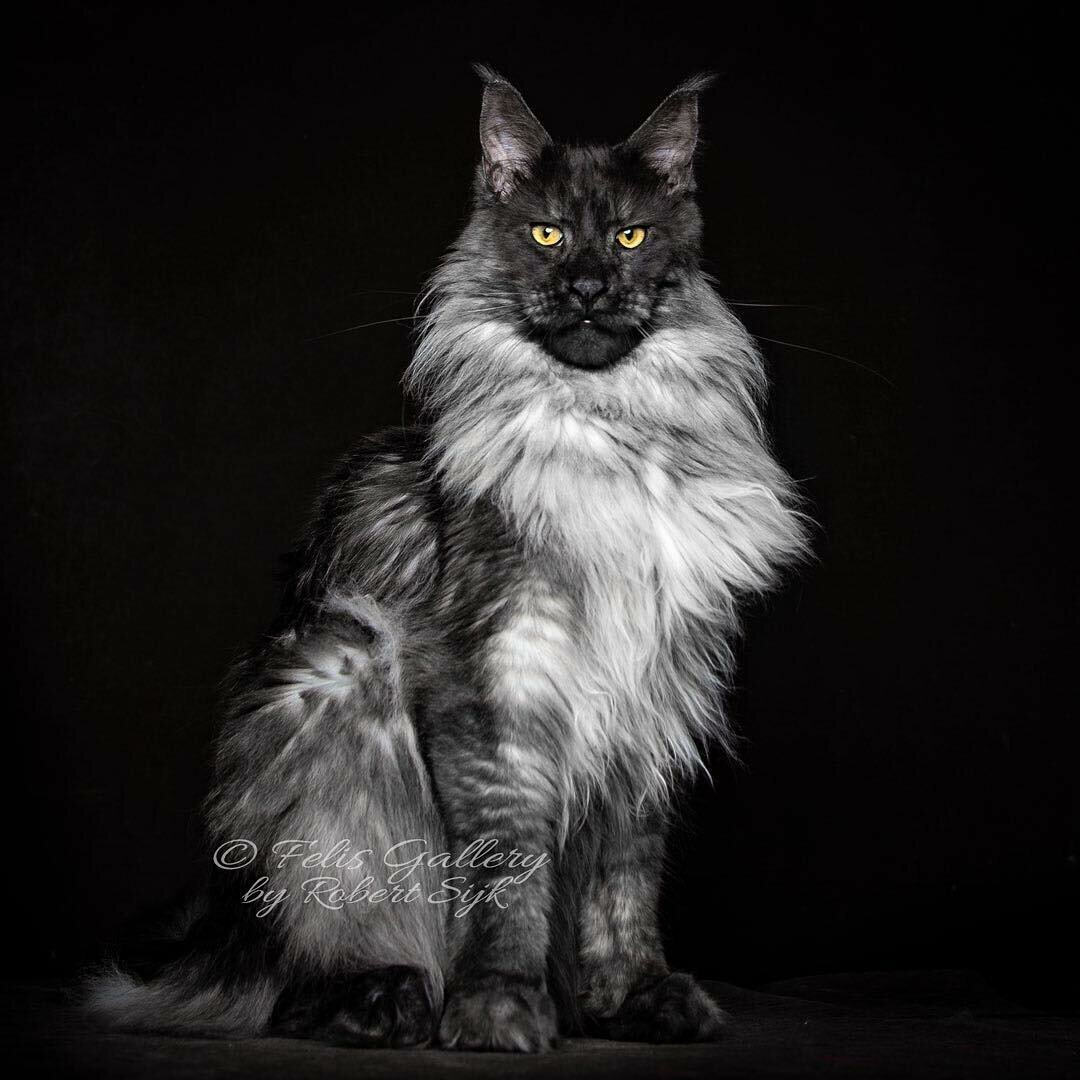 Кот Мейн кун с человеческим лицом