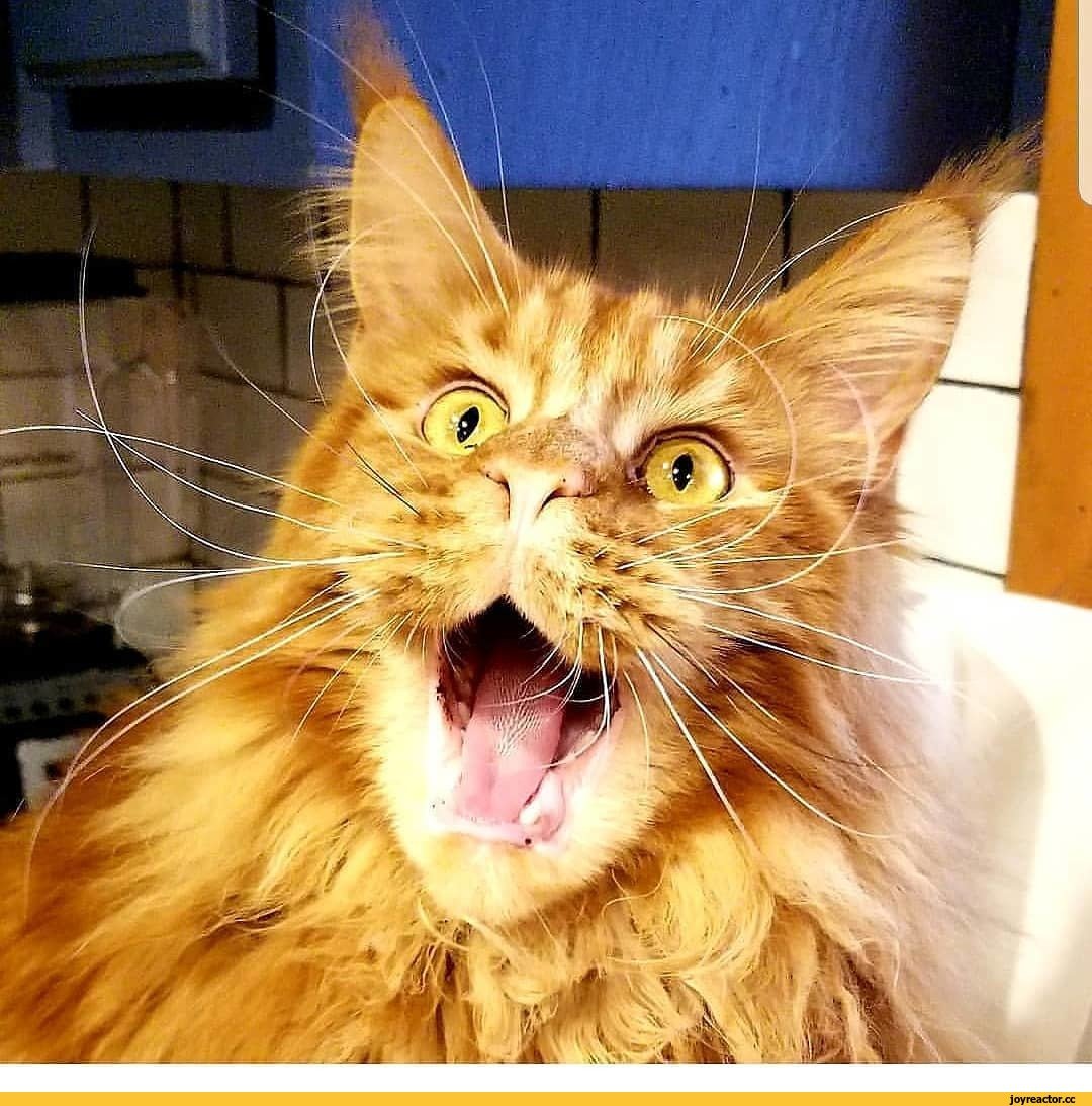 Мейн кун Омар