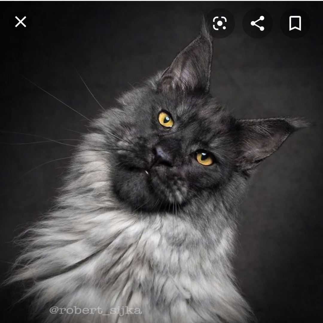 Мейн кун Robert Sijka