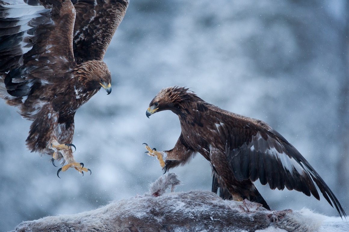 Беркут и Коршун