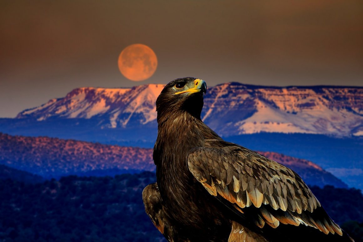 Беркут птица