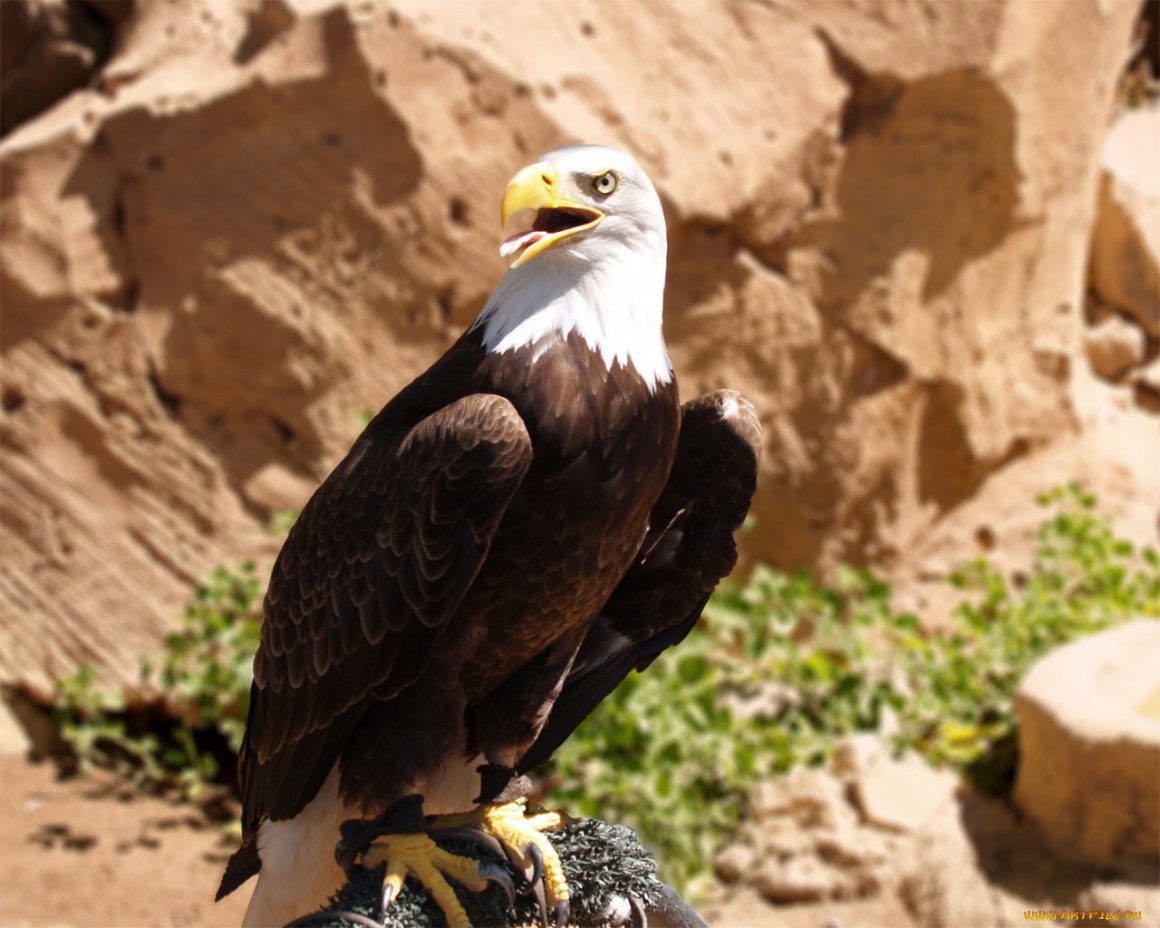 Белоголовый Орел Беркут