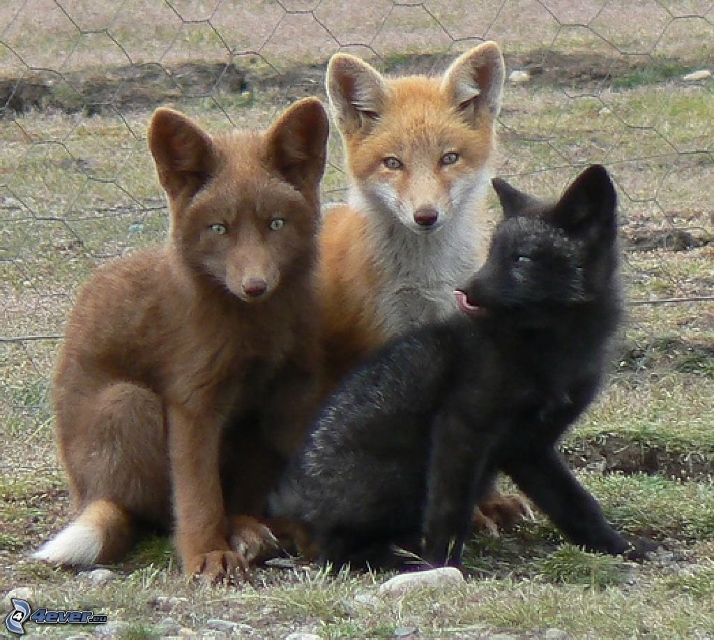 Лиса Анатомическое строение