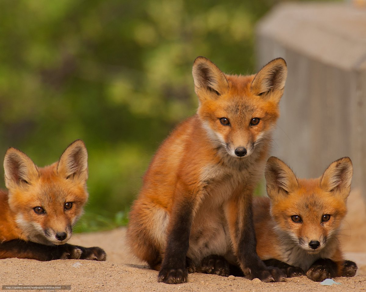 Лиса лиса и лисята