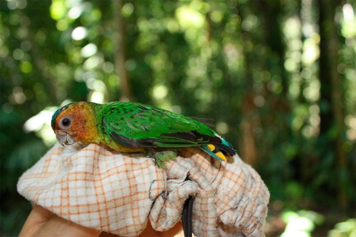 Дятловый попугайчик Шлегеля