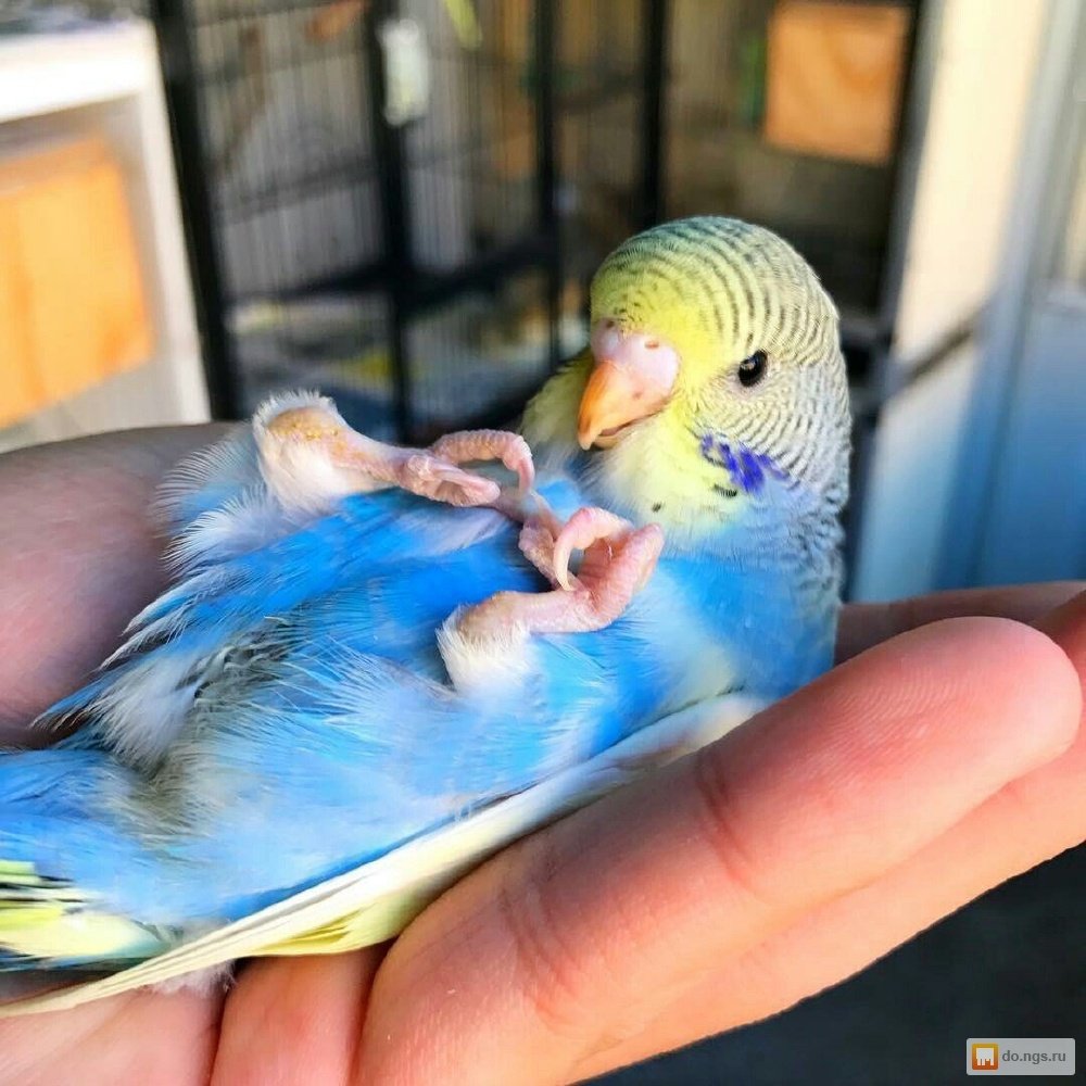 Голубой ара и гиацинтовый ара